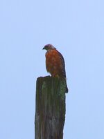 IMG_2362.JPG