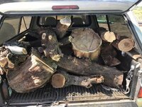 a mesquite harvest 1.jpg