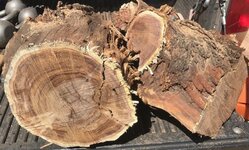 a mesquite harvest 4.jpg