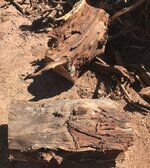 a mesquite harvest 3.jpg