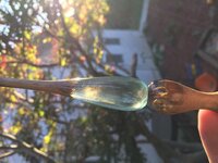 IMG_3001.jpg