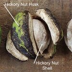 HickoryPen0.jpg