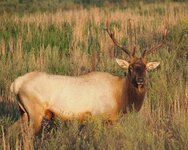 IMG_2427.jpg