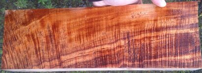 curly koa 1.jpg