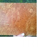maple burl .jpg