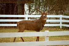 Buck1.jpg
