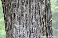 morus-rubra090411-8165dukez.jpg
