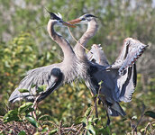 GreatBlueHerons.jpg