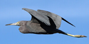 LittleBlueHeron.jpg