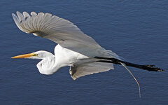 GreatEgret.jpg