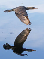 Cormorant.jpg