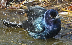 GrackleBathing.jpg