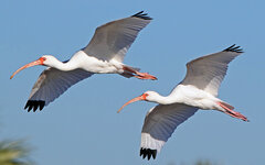 WhiteIbises.jpg