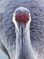 SandhillCrane.jpg
