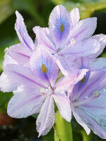WaterHyacinth.jpg