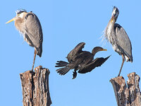 HeronAndCormorant.jpg