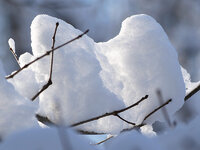 SnowOnBranch.jpg
