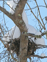Nest.jpg