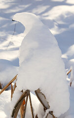 SnowHawk.jpg