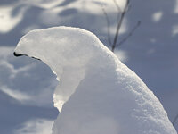 SnowHawkHead.jpg