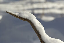 SnowHeron.jpg