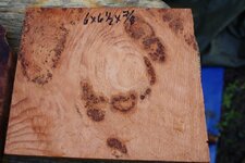 douglas fir burl.jpg