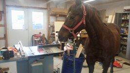 saw horse.jpg