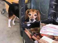 Shop Dog.jpg