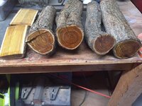 logs 2.JPG