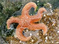 Starfish.jpg