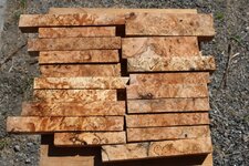 1 maple burl group.jpg