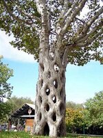 tree.jpg