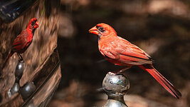 Cardinal1.jpg