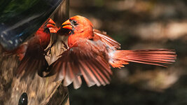 Cardinal2.jpg
