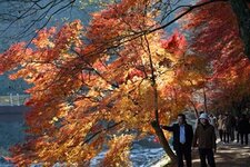 Japan colors Sm.jpg