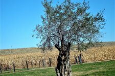 DSC04672.jpg