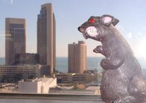 rat4.jpg