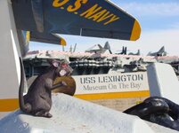 rat8.jpg