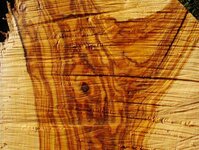 Radiata pine works at storage paddock 022_(1).jpg