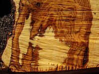 Radiata pine works at storage paddock 023_(1).jpg