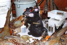 ratty 1_800x536.jpg