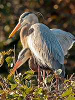 GreatBlueHeron1.jpg