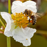 Bee1.jpg