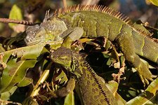 Iguanas1.jpg