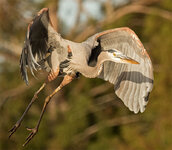 GreatBlueHeron2.jpg