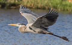 GreatBlueHeron3.jpg