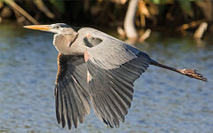 GreatBlueHeron4.jpg