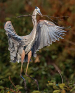 GreatBlueHeron5.jpg