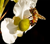 Bee2.jpg