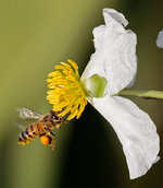 Bee3.jpg